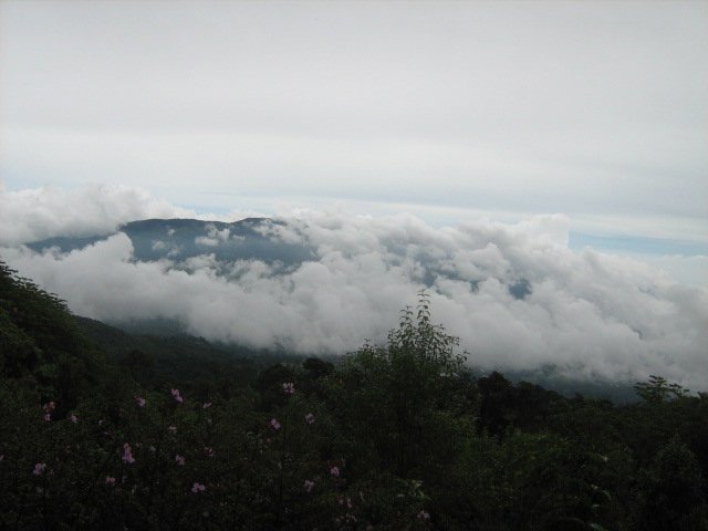 Utsikt från molnskogen