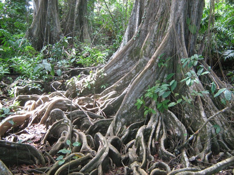 Ett träd med rötter