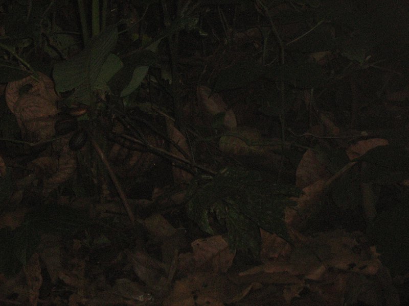 Nattur i djungeln
