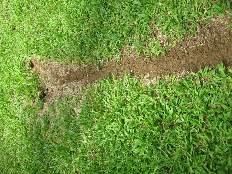 En myrstig av en myrsorts som klipper gräs