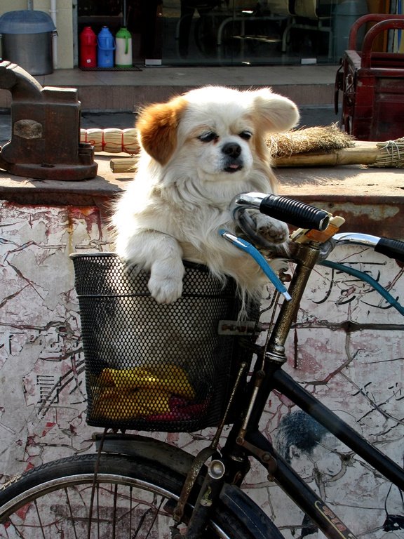Dog in a basket