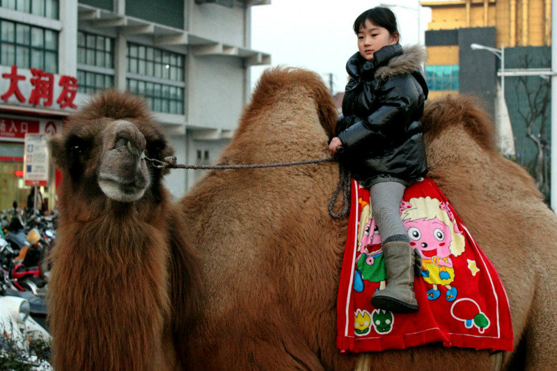 Camel, Da Run Fa, Yangzhou