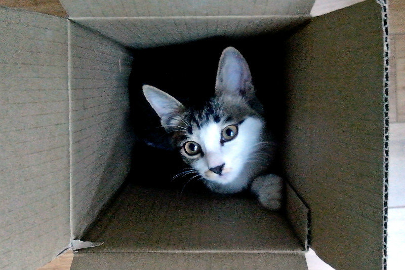 Fanersai, Cat-in-a-box