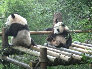 Chengdu - Pandas 1