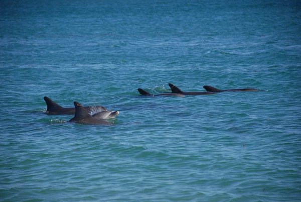 Dolphins afar