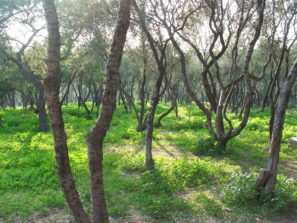 Greek Woodland