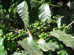 A coffe plant