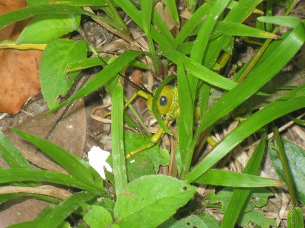 Grasshopper at Tikal
