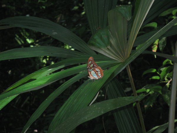Butterfly at Tikal
