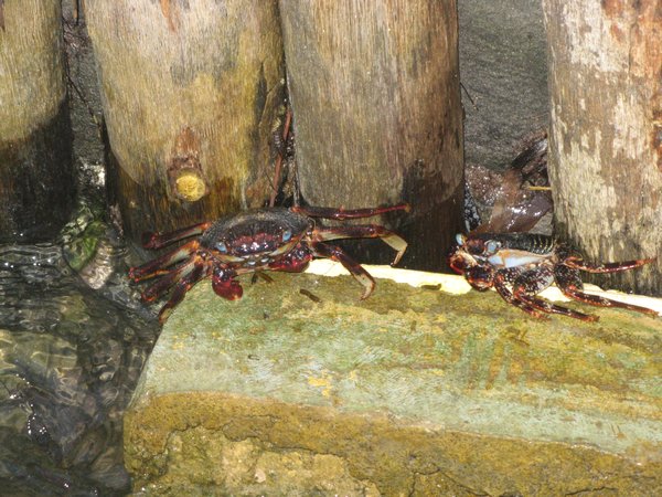 We Got Crabs in Belize.