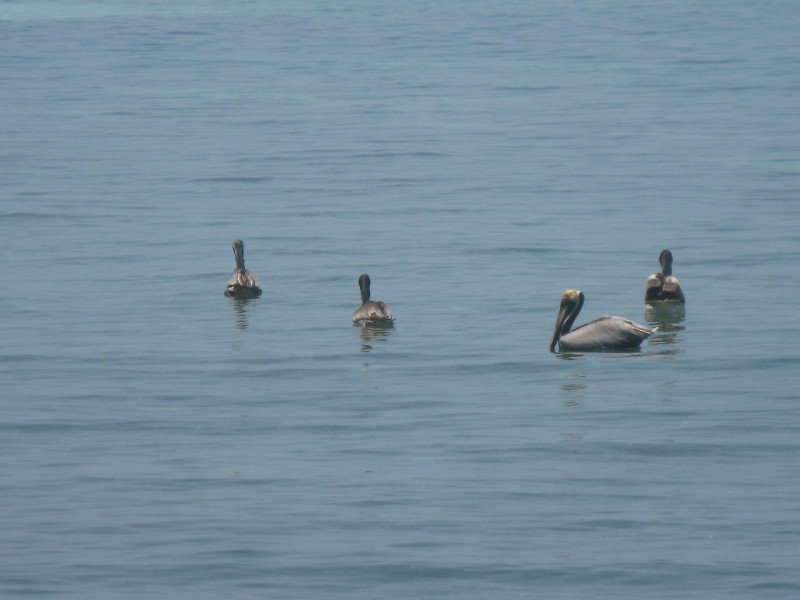 Pelicans waiting for a snack