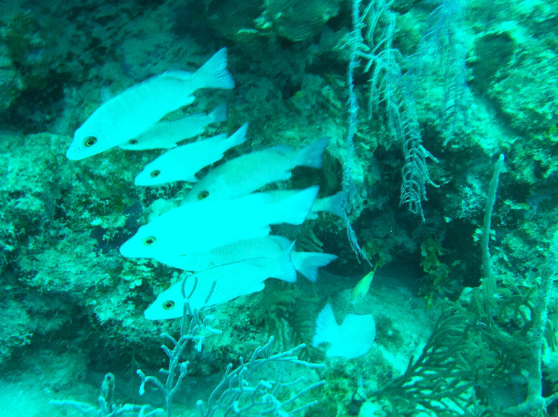 Fish on Diamond Caye