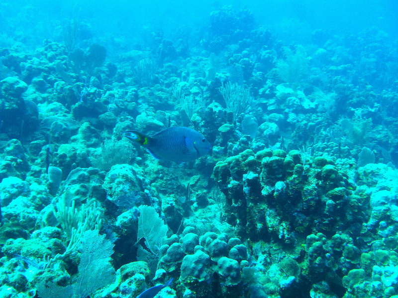 Coral Reef, Utila