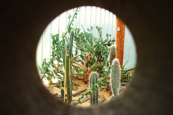 Cactus em foco