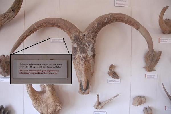 Giant Extinct Antelope