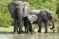Three Elephants at the Water