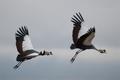 Crowned Cranes in Flight