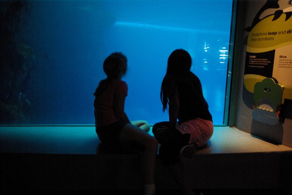 Shedd's Aquarium