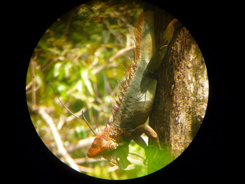 Some kind of iguana