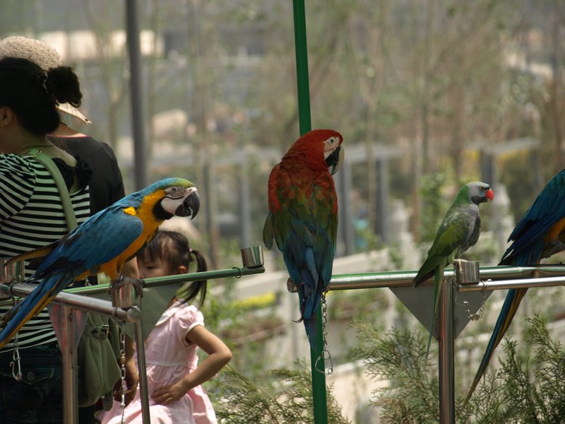 Pay for a picture with tropical birds