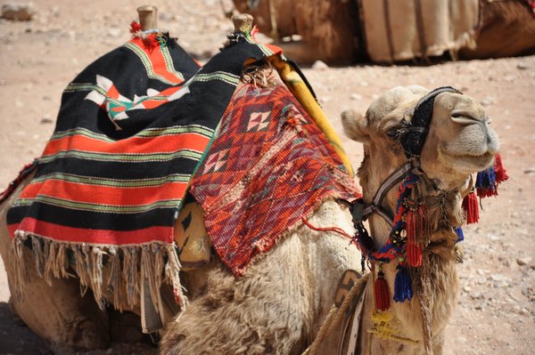 A camel in Petra