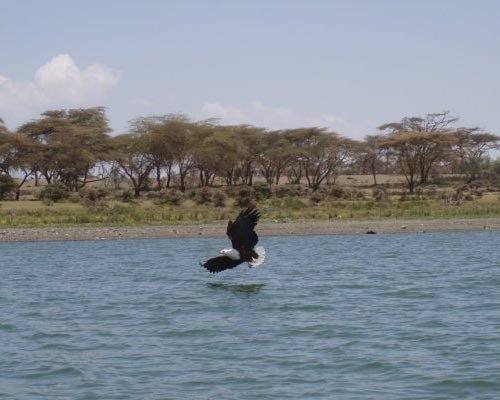 An Eagle at Lake Naivasha