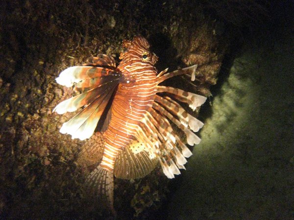 Lion fish on a night dive