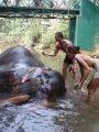 Nikki & me washing an elephant