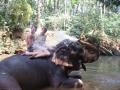 Nikki & me getting showered by an elephant