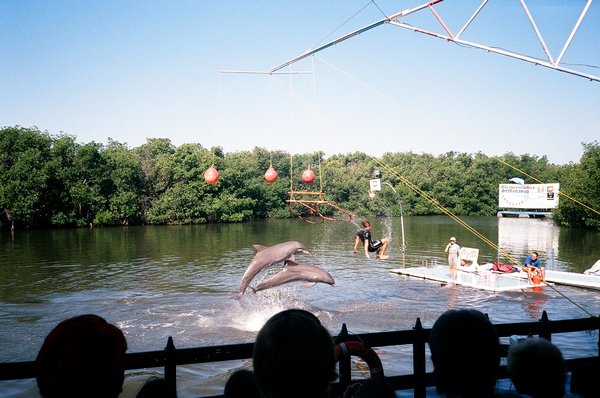 The dolphin show