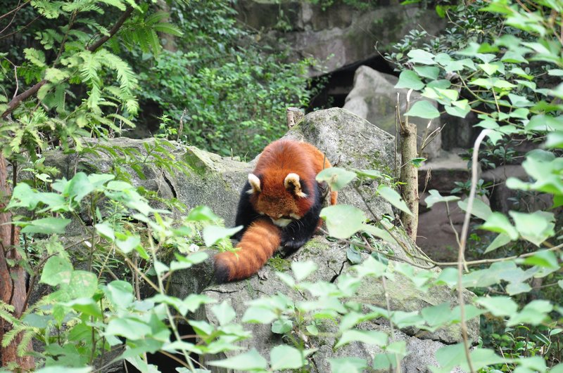 A Red Panda licking himself lol