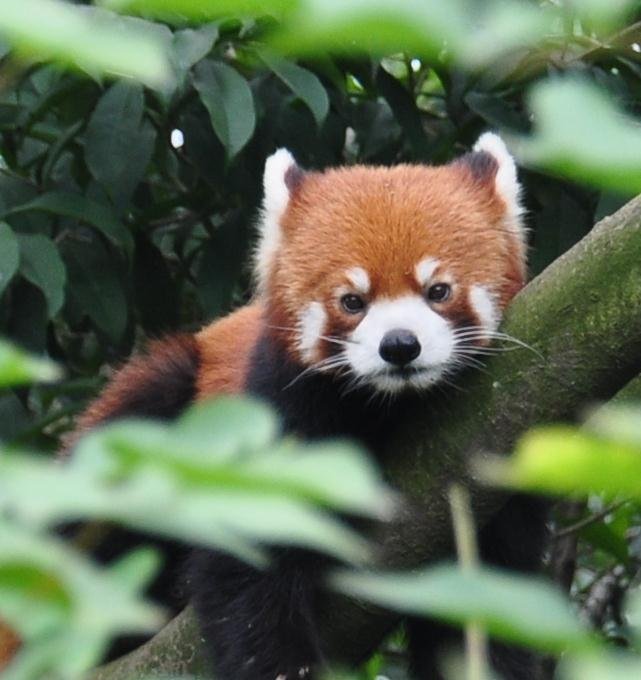Close up of a Red Panda