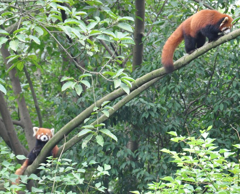 Two Red Pandas