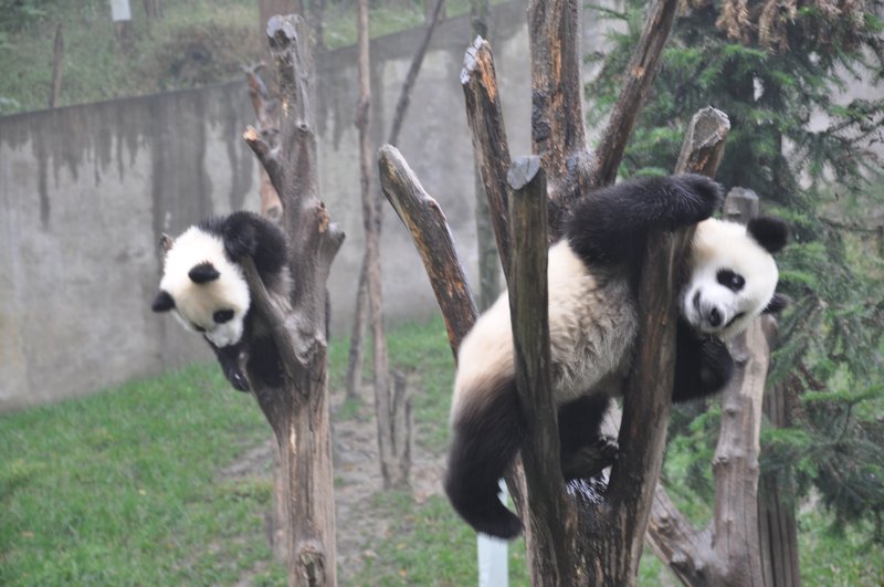 Baby Pandas playing around up a tree