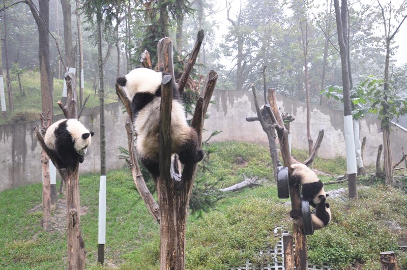 Three baby Pandas