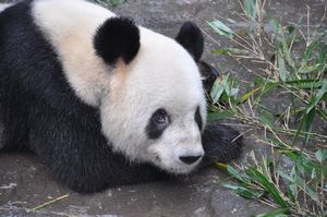A Panda posing for the camera