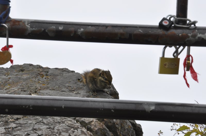 A squirrel at the summit