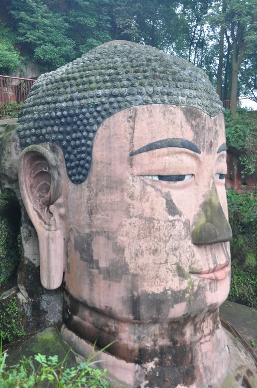 The Buddha's head