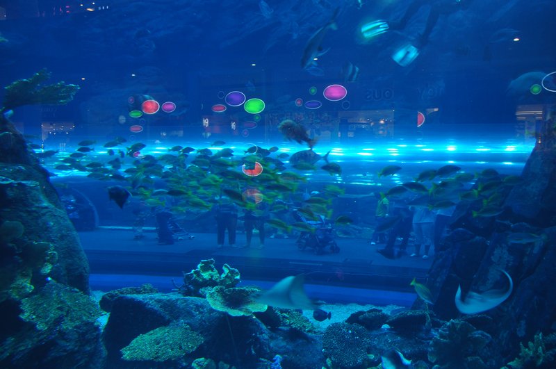 Tunnel through the aquarium at The Dubai Mall