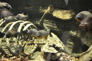 Piranhas at the underwater zoo.