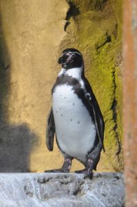 A penguin at the underwater zoo.
