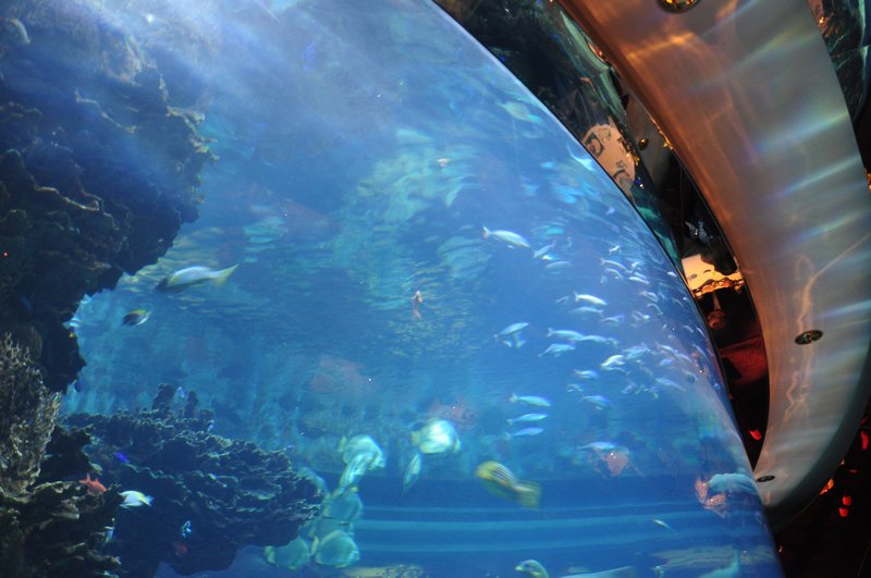 The aquarium in Al Mahara