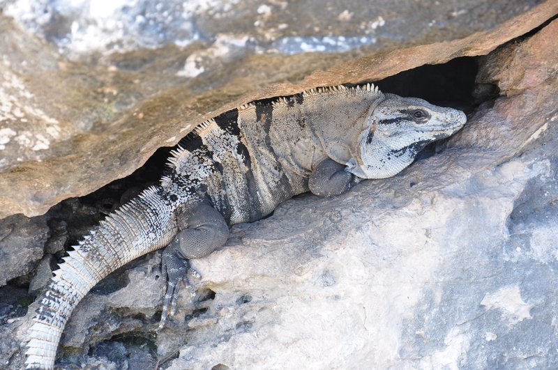 Iguana hiding in the rock