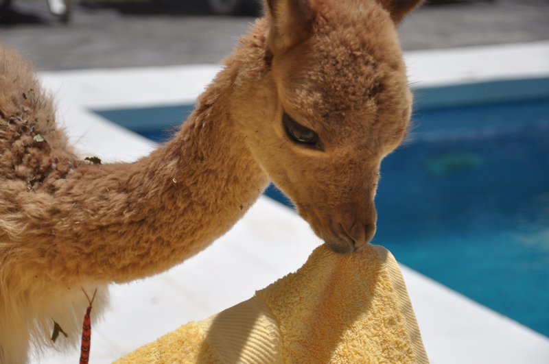 Baby lama eating our towel