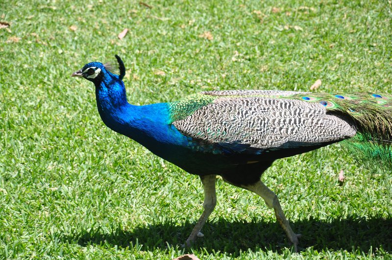 A peacock wandering around our hotel