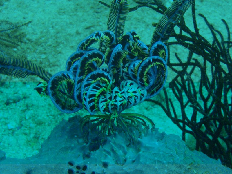 undersea creature