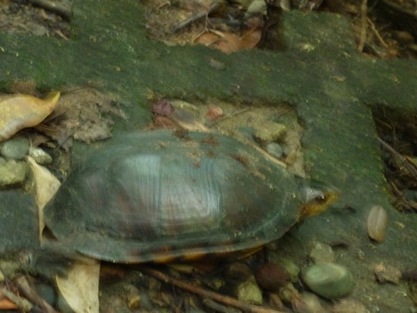 A Turtle