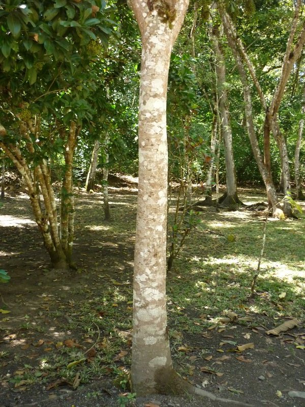 rubber tree