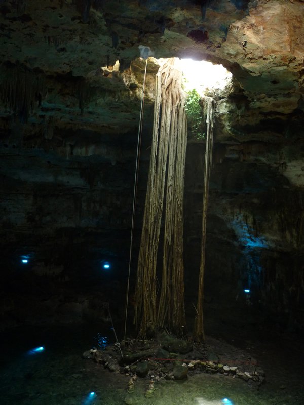 Roots coming down to drink from the cenote