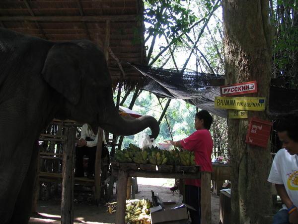 the elephant buying food